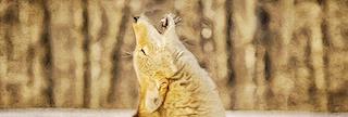 How to Call in Coyotes | Sportsman's Guide